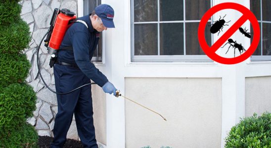 Dereli Kene İlaçlama böcek ilaçlama ve haşere kontrolü — ilaclama-tr.com